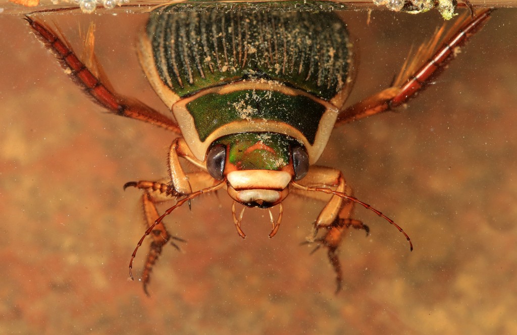 The male Barn Owl which breeds at the Dams