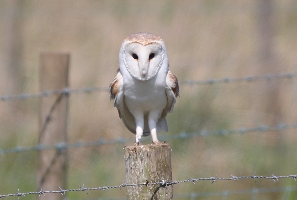 The male Barn Owl which breeds at the Dams